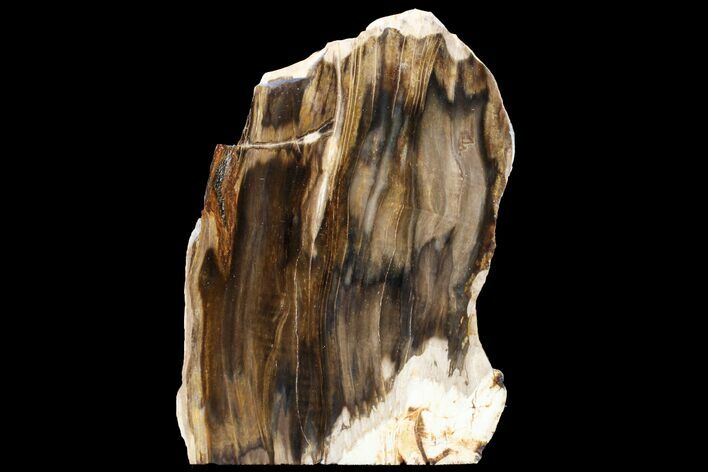 Polished, Petrified Wood (Metasequoia) Stand Up - Oregon #152384